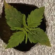 Hydro FF Auto Sativa