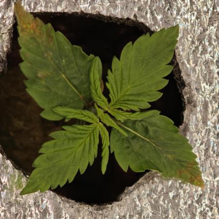 Hydro FF Auto Sativa