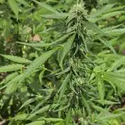 Rqs f1 outdoor 1