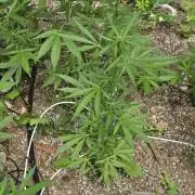 Rqs f1 outdoor 1