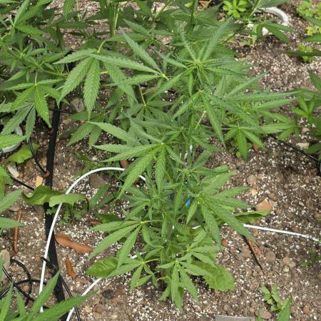 Rqs f1 outdoor 1