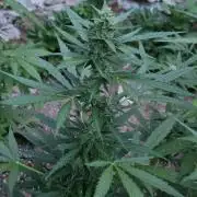 Outdoor haze 2