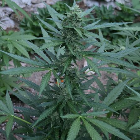 Outdoor haze 2