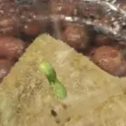 DWC Papaya Zoap Fast