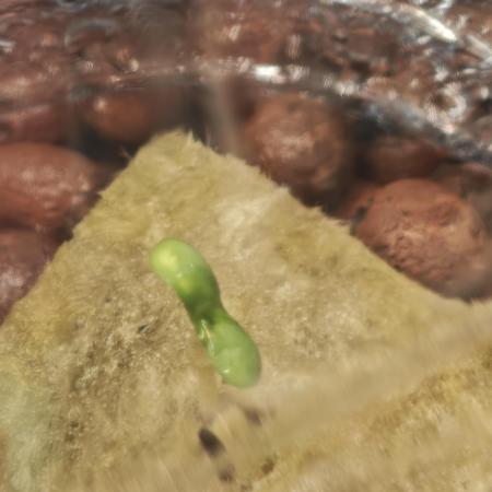 DWC Papaya Zoap Fast