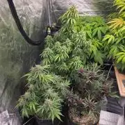 Coco auto medicinal grow RQS