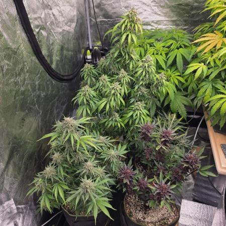 Coco auto medicinal grow RQS
