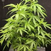 Dwc sweet cream caramel