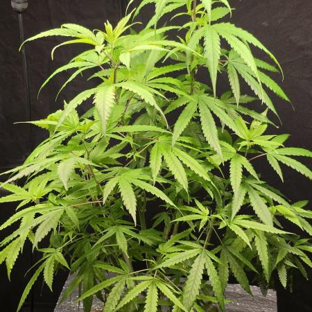 Dwc sweet cream caramel