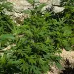 Outdoor session 25