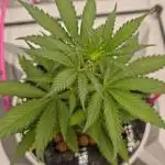 Divine seeds black opium auto #aero