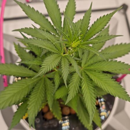 Divine seeds black opium auto #aero