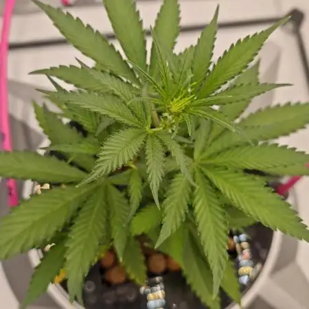 Divine seeds black opium auto #aero