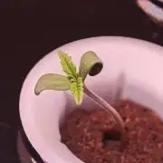 Hydro Auto Sativa/indica