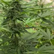 Rqs f1 outdoor 2
