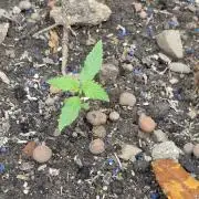 Outdoor haze 2