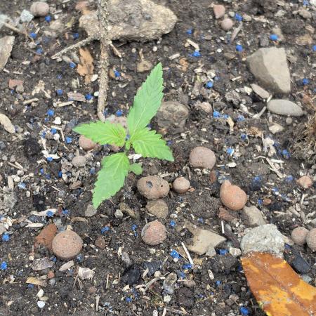 Outdoor haze 2