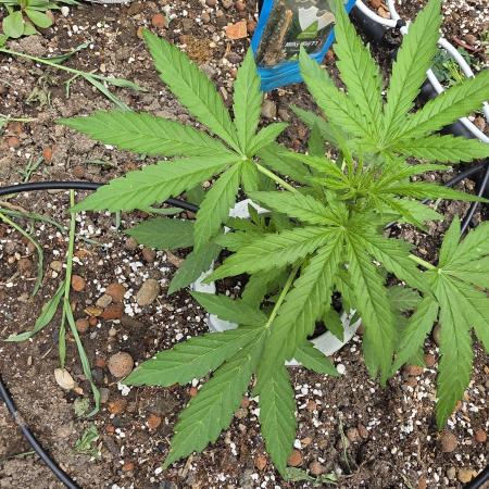 Rqs f1 outdoor 2