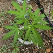 Rqs f1 outdoor 1