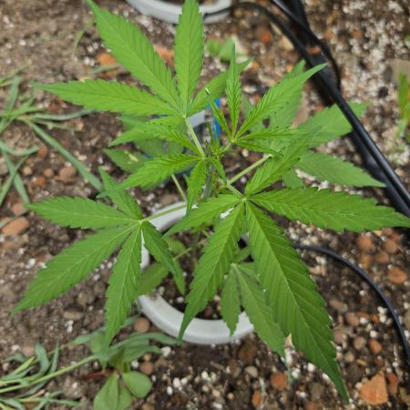Rqs f1 outdoor 1