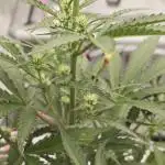 Divine seeds black opium auto #aero