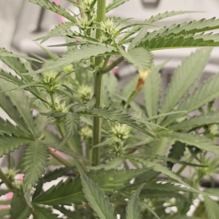 Divine seeds black opium auto #aero