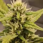 Divine seeds black opium auto #aero