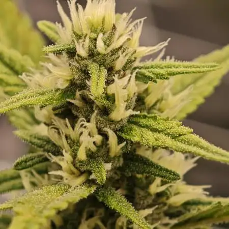 Divine seeds black opium auto #aero