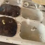 Rqs f1 outdoor 1