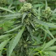 Rqs f1 outdoor 1