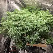DWC Papaya Zoap Fast