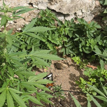 Outdoor haze 1