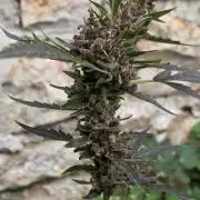Outdoor haze 1