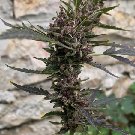 Outdoor haze 1