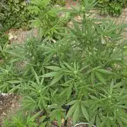 Outdoor haze 2