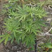 Rqs f1 outdoor 2