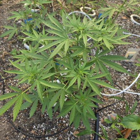 Rqs f1 outdoor 2