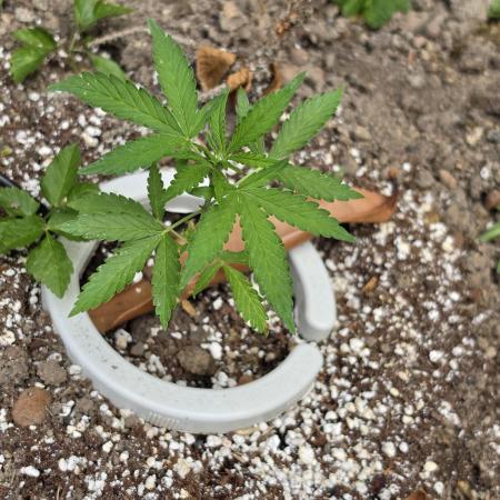 Outdoor haze 1
