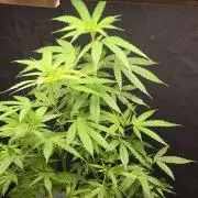 Dwc sweet cream caramel