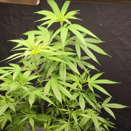 Dwc sweet cream caramel