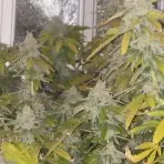 DWC Papaya Zoap Fast