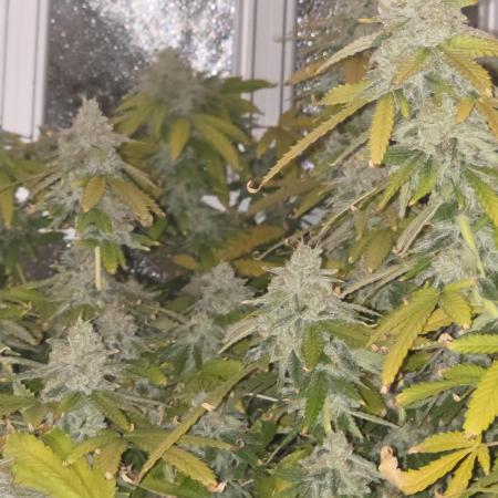 DWC Papaya Zoap Fast