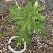 Outdoor haze 1