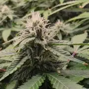 DWC Papaya Zoap Fast