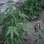 Outdoor haze 1