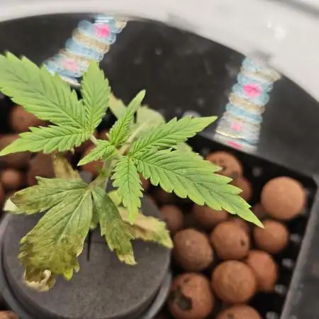 Divine seeds black opium auto #aero