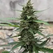 Outdoor haze 2
