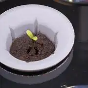 Hydro Auto Sativa/indica