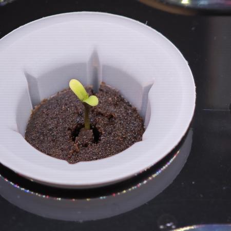 Hydro Auto Sativa/indica