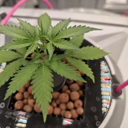 Divine seeds black opium auto #aero